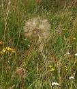 Wiesen-Bocksbart (Tragopogon pratensis)