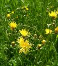 Wiesen-Pippau (Crepis biennis) Zweijaehriger Pippau 