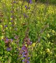 Wiesensalbei (Salvia pratensis)