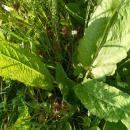 Wiesensalbei (Salvia pratensis)