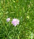 Acker-Witwenblume - Wiesen-Witwenblume (Knautia arvensis), 