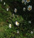 Wiesen- oder Magerwiesen-Margerite (Leucanthemum vulgare)