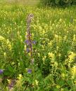 Wiesensalbei (Salvia pratensis)