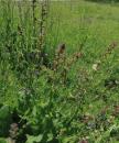 Wiesensalbei (Salvia pratensis)