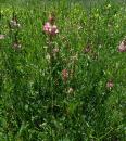 Rosa Wiesensalbei oder Rose Rhapsody (Salvia pratensis)