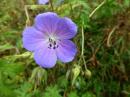 Wiesen-Storchschnabel (Geranium pratense) blaues Schnabelkraut