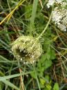 Wilde Moehre (Karotte) Dipsacus fullonum