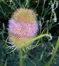 Wilde Karde (Dipsacus fullonum)