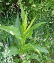 Wilde Karde (Dipsacus fullonum)