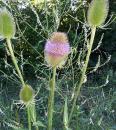 Wilde Karde (Dipsacus fullonum)