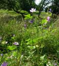 Wilde Malve (Malva sylvestris)