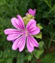 Wilde Malve, Grosse Kaesepappel oder Rosspappel (Malva sylvestris)