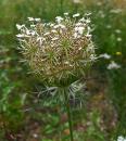 Wilde Moehre (Karotte) Dipsacus fullonum