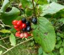 wolliger Schneeball (Viburnum lantana)