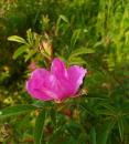  Zimt-Rose (Rosa majalis), Mai-Rose