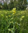 Zottiger Klappertopf (Rhinanthus alectorolophus)